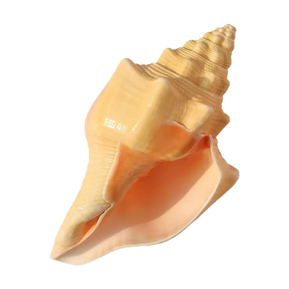 YKMYXZ shells， Shells Conch for Decoration DIY Crafts(18~19cm)