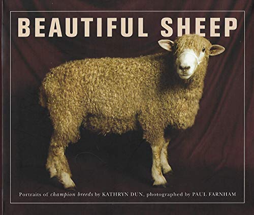 Beautiful Sheep