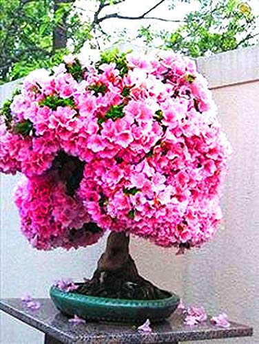 Amazon.com : Bonsai Judas Tree Seeds | 10 Seeds | Flowering Tree Prized for  Bonsai : Patio, Lawn & Garden