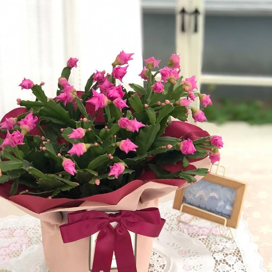 mihomiho デンマークカクタス 薔薇咲き ピンク系 E 　発根済み Amazon.co.jp: 予約販売 バラ咲き デンマークカクタス ピンク