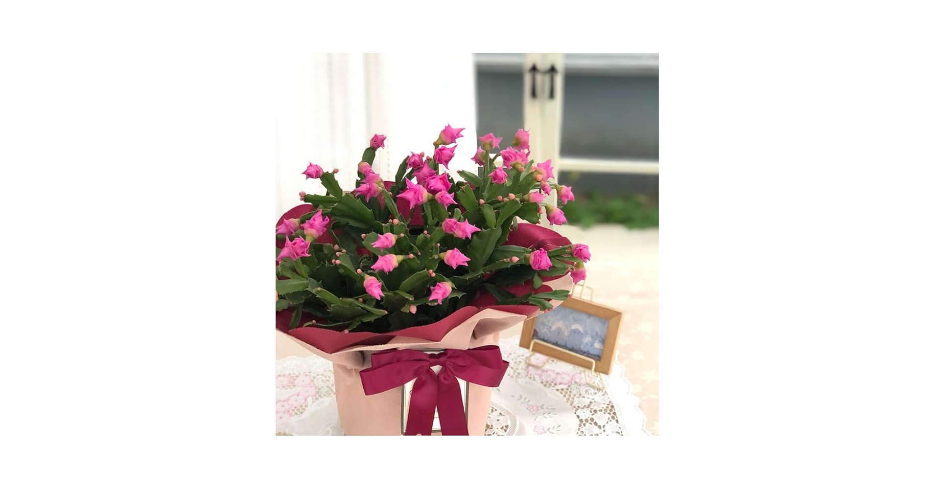 Amazon.co.jp: 予約販売 バラ咲き デンマークカクタス ピンク