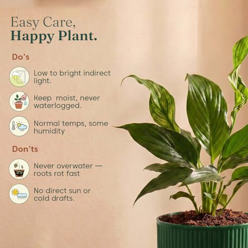 Image of Kyari Peace Lily Live Plant with Green Self Watering Pot 4 Inch - Peace Lily Indoor Live Plant with Pot for Home, Living Room, Bedroom, Office - Flowering Air Purifying Indoor Plant