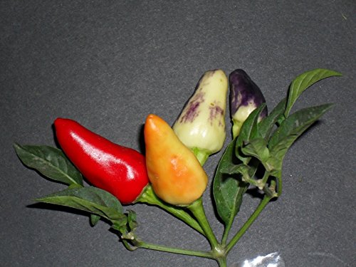 PEPERONCINO PICCANTE ALADINO NR.50 SEMI