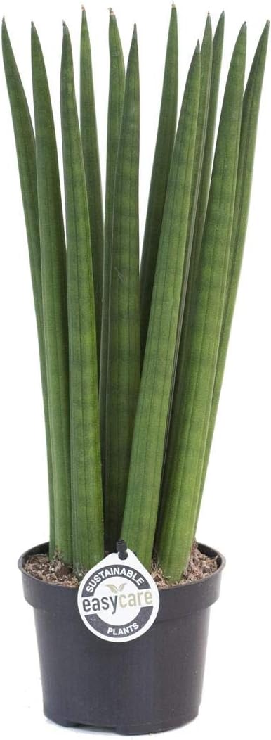Sansevieria Cylindrica Bogenhanf Ca. 35-40 Cm Hoch  Pflegeleichte  Zimmerpflanze Im 12er Topf, 10 Pflanzen