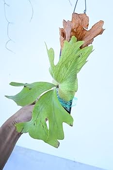 ビカクシダ　ワリチー Amazon.co.jp: P.wallichii wild⑤ @bikamori.com ビカクシダ