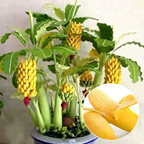 100 pcs Schnellwachsende Essbar Zwerg Banana Tree Samen Bonsai Banane Samen  : Amazon.de: Garten