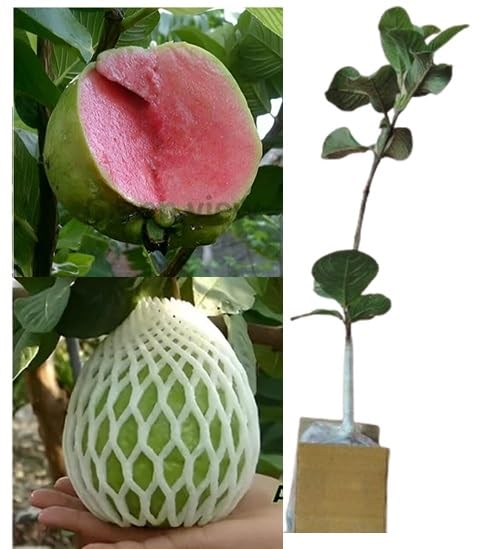 See full amazon price history chart for Green view SEEDTREES ALLTIME JAPANESE SEEDLESS RED DIAMOND GUAVA AMRUD FRUIT GRAFTED LIVE PLANT Green view SEEDTREES ALLTIME JAPANESE SEEDLESS RED DIAMOND GUAVA AMRUD FRUIT GRAFTED LIVE PLANT (B0D5RDR72H) Amazon Price History, Amazon Price Tracker