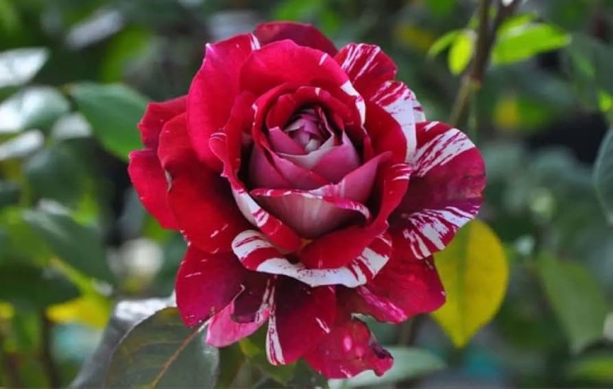 薔薇苗　希少　❤️紅白の絞り❤️ かＯＲＩ　　① 薔薇苗 希少 ❤️紅白の絞り❤️ かORI ① - メルカリ