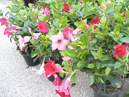 50 pc/sacchetto rari semi Dipladenia sanderi perenni Arrampicata Mandevilla sanderi Fiore ornamentali da esterno Bonsai Garden impianto 19