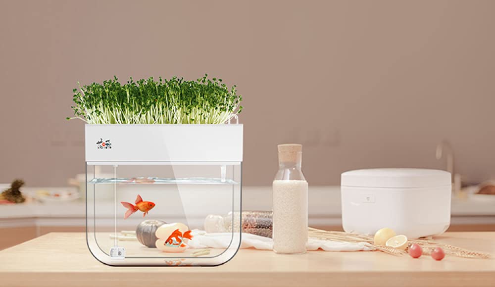Siqi Małe ekologiczne akwarium, samoczyszczące akwarium, uprawiające żywność, mini ekosystem aquaponic (świetny prezent ogrodowy i projekt rodzinny)
