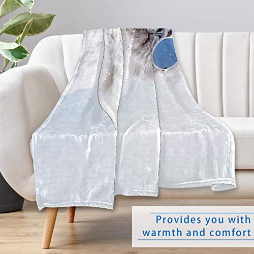 Couverture motif chat 150x100 cm douce et chaude pour lit et canapé - 7