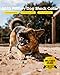 BLACKDOG Military Dog Shock Collar 2 Dogs (5-150lbs) - 4200ft Dog Training Collar with Remote, 4 Training Modes, Flashlight&Strobe, 90-Day Battery, IP67 Waterproof Dog E Collar for All Breeds (Blue)