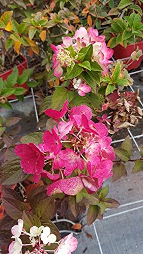 Hydrangea paniculata Diamant Rouge® 'Rendia' / Hortensia paniculé Diamant Rouge® 'Rendia' / Conteneur de 3 à 4 litres