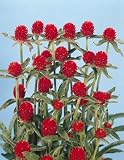 Gomphrena haageana Qis Red 1,000 Seeds