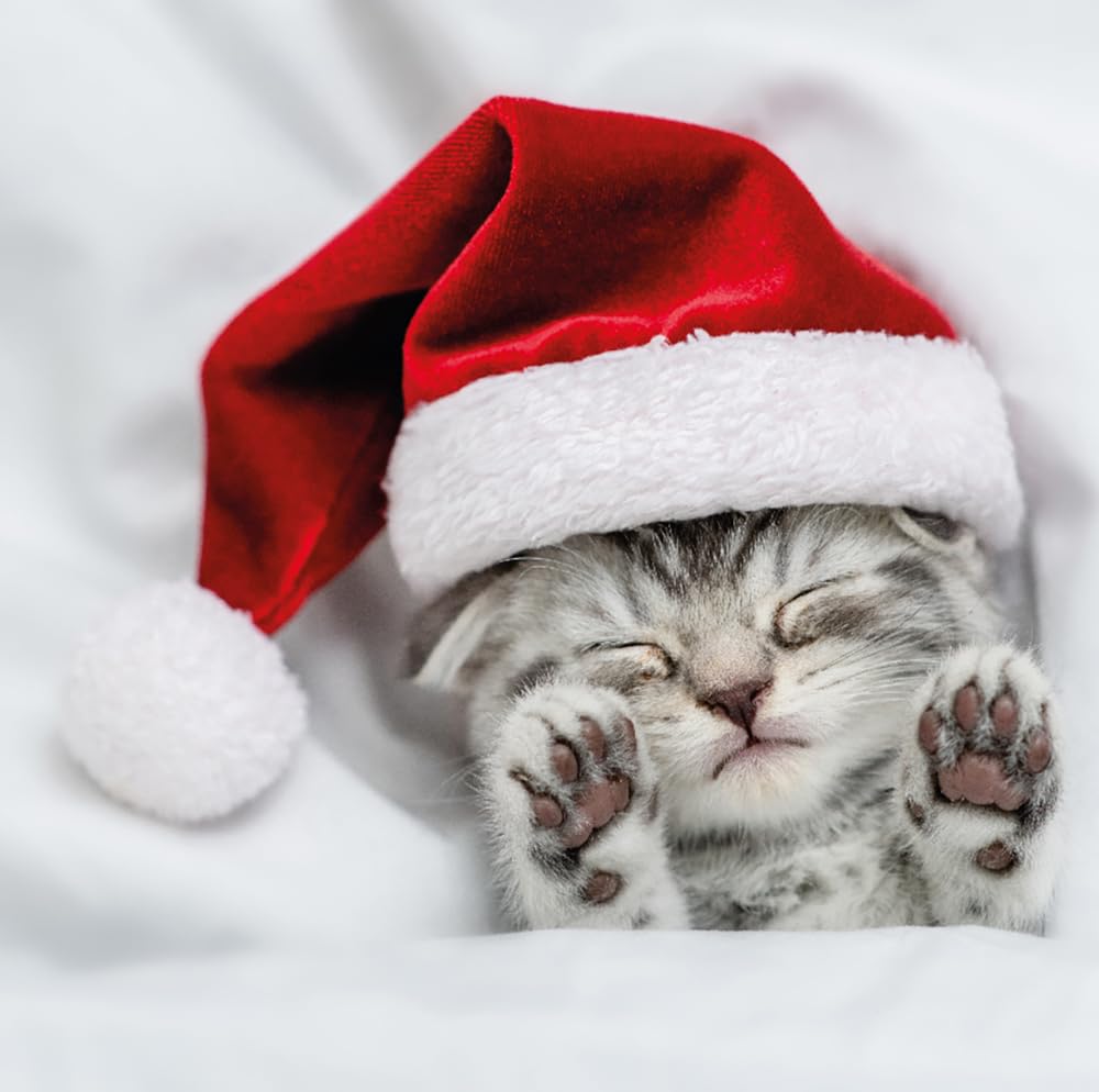 Cosy Kitten Sleeping in Santa Hat, Photographic Festive Animals Pack of 6 Charity Christmas Cards, Premium Board