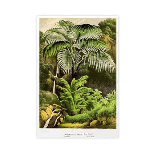 Acanthophoenix Crinita poster vintage pour decoration murale de salon et bureau 50x76cm
