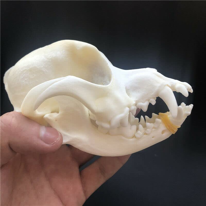 CLLOEAT Taxidermy Real Dog Skull Animals Skulls, Real Bones