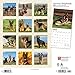 German Shepherds | 2024 12 x 24 Inch Monthly Square Wall Calendar | BrownTrout | Animals Dog Breeds