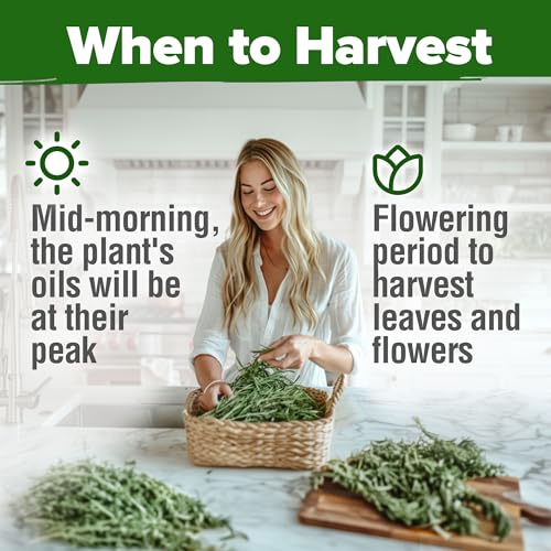 HOME GROWN Non GMO Rosemary Seeds Pack - 150 High Germinating Heirloom Herb Seeds for Planting in Indoor or Outdoor Herb Gardens (Salvia rosmarinus) - Image 7