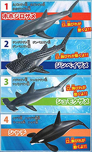 Amazon.co.jp: 神秘の世界 大海の生物 海のハンター ホホジロザメ編