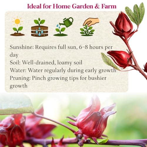 300+ Roselle Seeds for Planting - Hibiscus Sabdariffa, Jamaican Sorrel Seeds Cranberry Hibiscus, Red Roselle Seed for Flowers Tea & Jam Syrup, Warm Season Garden Flower Seed for Home Growing by EquSym - Image 6
