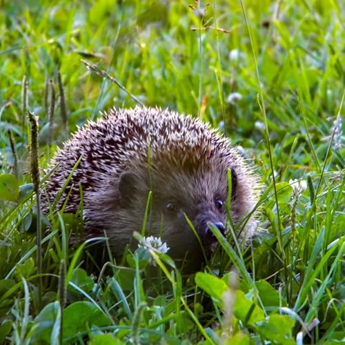 La protection de la faune et la flore en milieu urbain