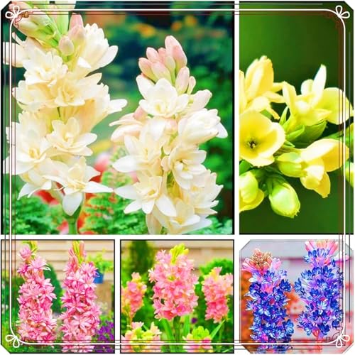 JHUYIDS 4pcs Tuberose Flowers Garden Borders Patio Containers & Planters (c) (f) (b)