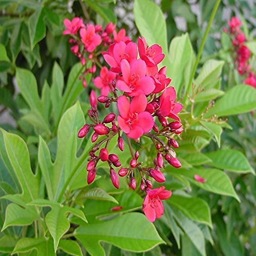 Henna Red- Flowering Shrubs Flowers Garden Live Plant (B0BRNJGSDD) Amazon Price History, Amazon Price Tracker