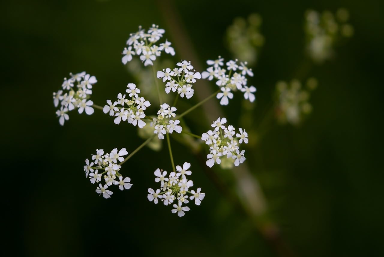 Cow Parsley Seeds Anthriscus Sylvestris Perennial Wildflower Queen Anne's Lace Wild Flower⦠(100g)