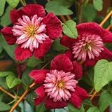 clematis montana rubens 25 cm doble rojo Clematis semillas grande Bloom escalada perenne Flower Garden
