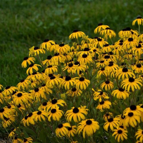 Perennial Farm Rudbeckia x 'American Gold Rush' – Live Perennial Black-Eyed Susan Plant, Size #1 Container, Bright Yellow Flowers – Deer Resistant, Long Blooming, Full Sun Perennial Farm Rudbeckia x 'American Gold Rush' – Live Perennial Black-Eyed Susan Plant, Size #1 Container, Bright Yellow Flowers – Deer Resistant, Long Blooming, Full Sun