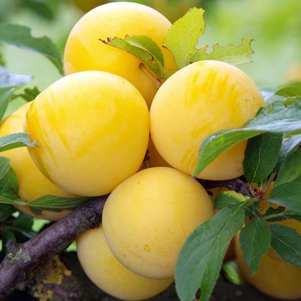 GreenWorld Special Sweet & Rare Kashmir Variety Yellow Plum Fruit Plant/Yellow Aloo Bukhara Plant (Pack Of 1) Ctting/Grafted Healthy Live Plant (B0CV4DMJTH) Amazon Price History, Amazon Price Tracker