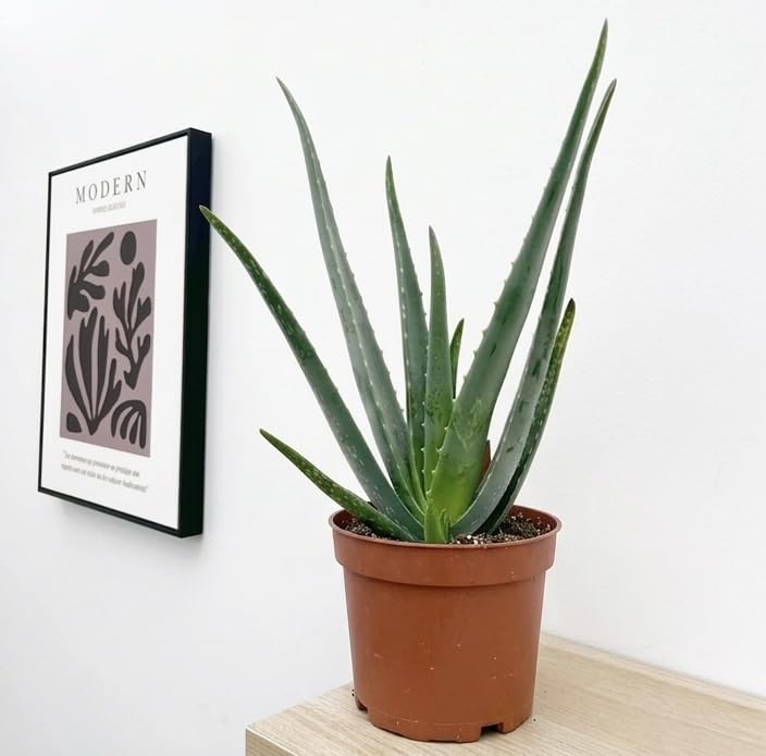 Prestige Plant Live Aloe Vera Plant – Approx. 30-40cm Tall – Natural Air Purifier & Healing Succulent – Easy Indoor/Outdoor Care – Potted Houseplant for Home or Office