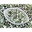 Green Prehnite