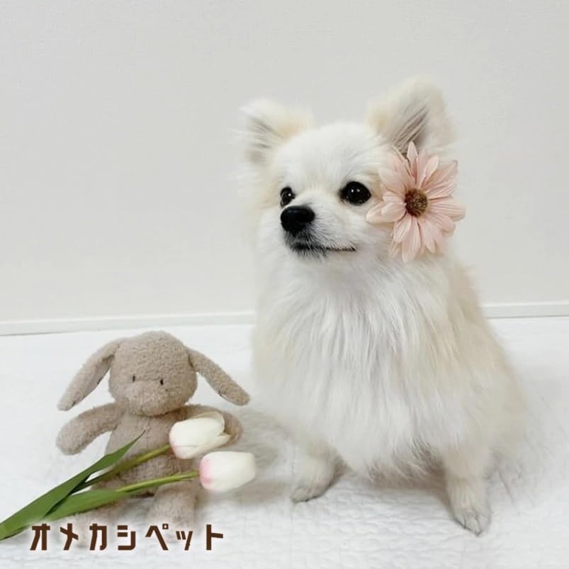 犬服・アクセサリー toto COLLAR（首輪）／デニム：Toto & Pal（トトアンドパル）公式通販