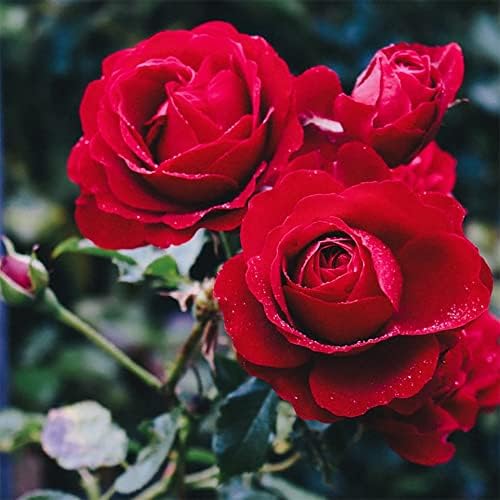 Cultivate Bare Rooted Hybrid Tea Edel Bush Rose Plants Vibrant