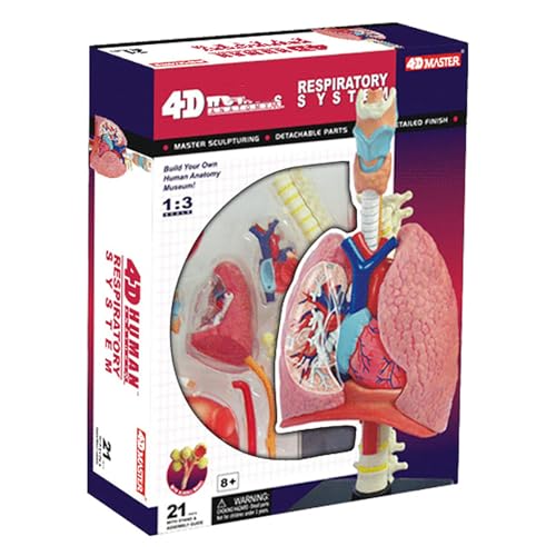 Modèle humain cœur et poumon AMITD pour comprendre l'anatomie 4D - 6