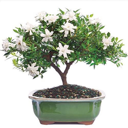 Brussel's Live Gardenia Outdoor Bonsai Tree - 6 Years Old; 10' to 14' Tall with Decorative Container