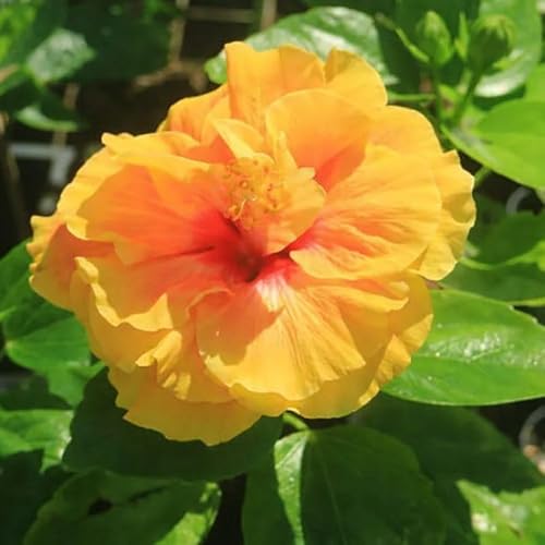 Double Yellow Hibiscus (2 Pack)