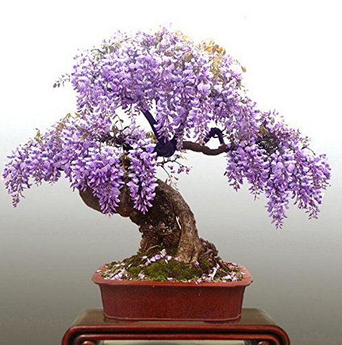 Semi di glicine 10 semi / pack mini bonsai semi di...