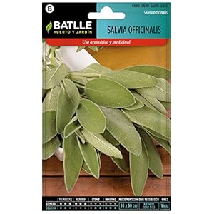 Batlle kruidenzaad, salie officinalis (zaden – 25-35cm)