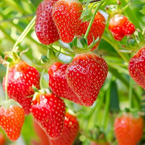 いちご苗紅ほっぺ20ポット とちおとめ20ポット