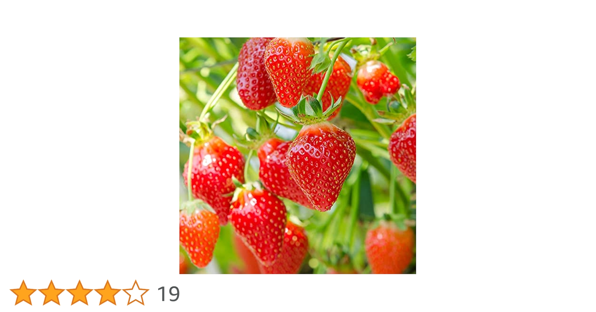 イチゴ‼️他の方はご購入出来ません‼️ ichigo_fbsum03.jpg