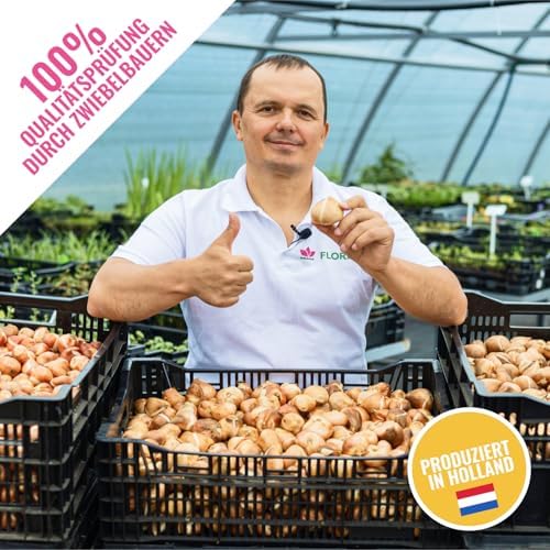 Cipolle di crocus enorme collezione (100 bulbi/5 varietà), resistente all'inverno, miscela perenniale olandese, ideale per un paradiso fiorito in giardino (senza semi)
