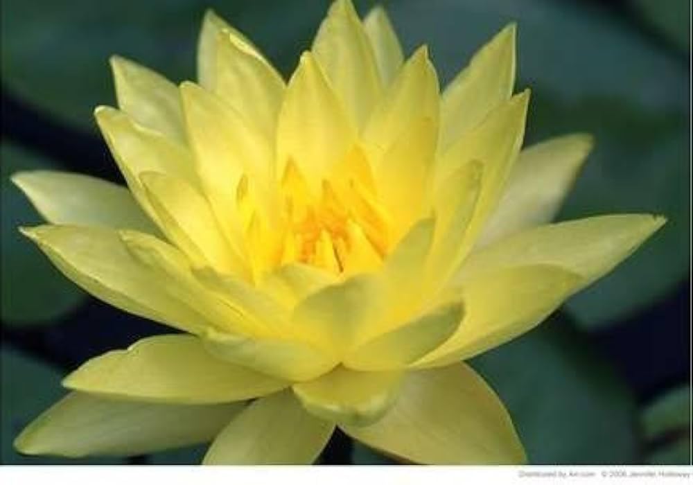 See full amazon price history chart for ROYAL PARADISE GARDEN Rare Lotus Flower Aquatic Ornamental Plant Seeds 10 Sseeds (Yellow Lotus) ROYAL PARADISE GARDEN Rare Lotus Flower Aquatic Ornamental Plant Seeds 10 Sseeds (Yellow Lotus) (B0CX915VFY) Amazon Price History, Amazon Price Tracker