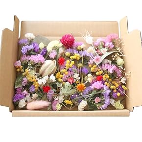 Amazon.co.jp: ドライフラワー - ドライ・プリザーブドフラワー