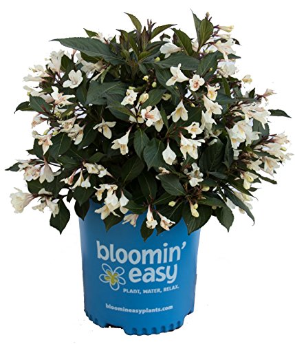 Weigela x Date Night Tuxedo (Weigela) Shrub, white flowers/ dark foliage, #3 - Size Container
