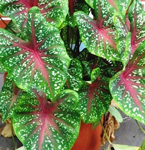 See full amazon price history chart for S S Naturals Fresh Bulbs of Caladium Hortulanum,Fancy Leaf Caladium,Caladium Bicolour,Decorative Garden Plant,Decorative Leaf Plant- 6 Nos. for Growing S S Naturals Fresh Bulbs of Caladium Hortulanum,Fancy Leaf Caladium,Caladium Bicolour,Decorative Garden Plant,Decorative Leaf Plant- 6 Nos. for Growing (B07VRDY12R) Amazon Price History, Amazon Price Tracker