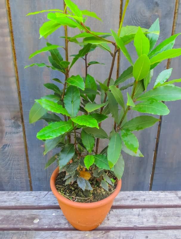 Miniatura 5 de Laurel - Árbol de hoja de laurel Laurus Nobilis de 10 pulgadas de altura, adornos para interiores y exteriores, plantas perennes, cultivo de jardín,