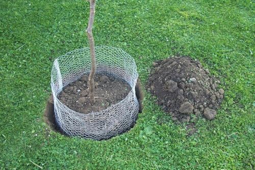 Kerbl Wühlmauskorb (Höhe 40 cm, ø 35 cm, für Bäume / Sträucher, zersetzt sich rückstandsfrei, Metalldraht unverzinkt) 291174